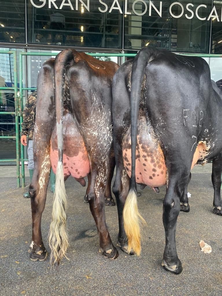 Ubres de vaca Girolando de alta producción