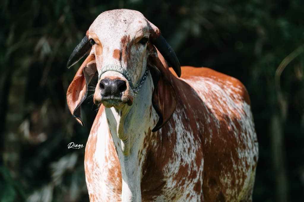 Vaca Girolando de alta genética - Hacienda La Judea
